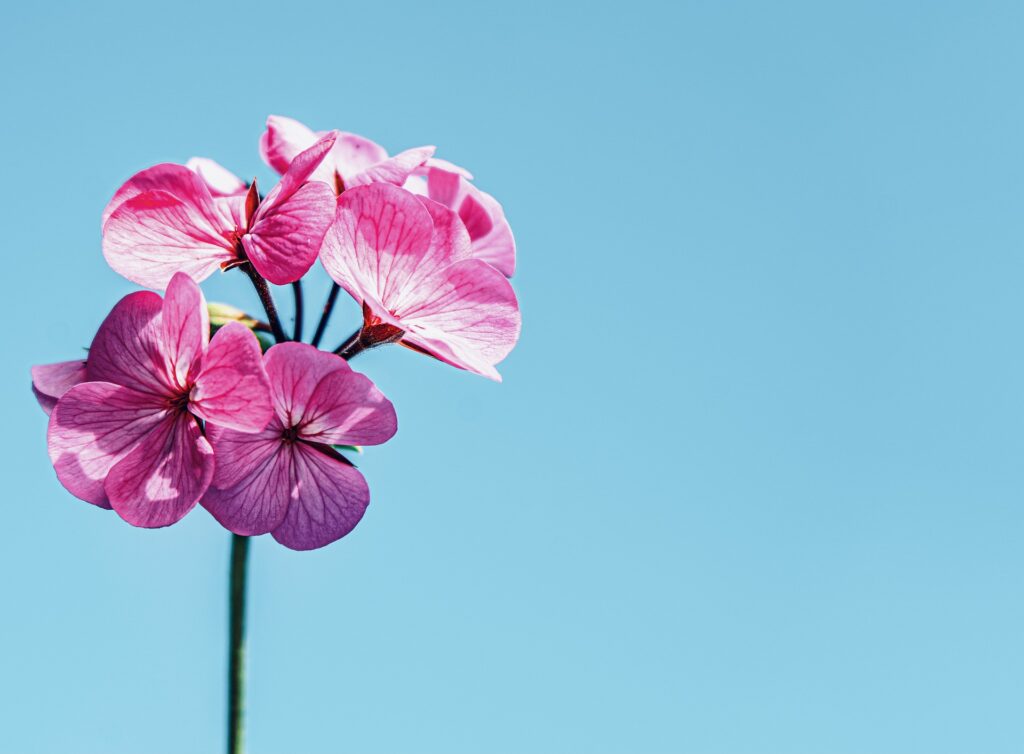 ピンク色の花の画像