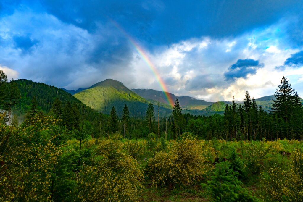 森の中にかかる虹