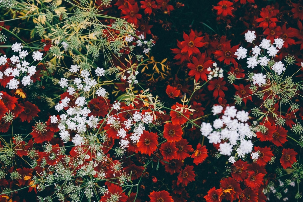 赤と白の花